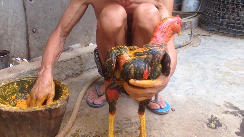 Hướng dẫn chi tiết cách vào nghệ cho gà chọi dành cho sư kê