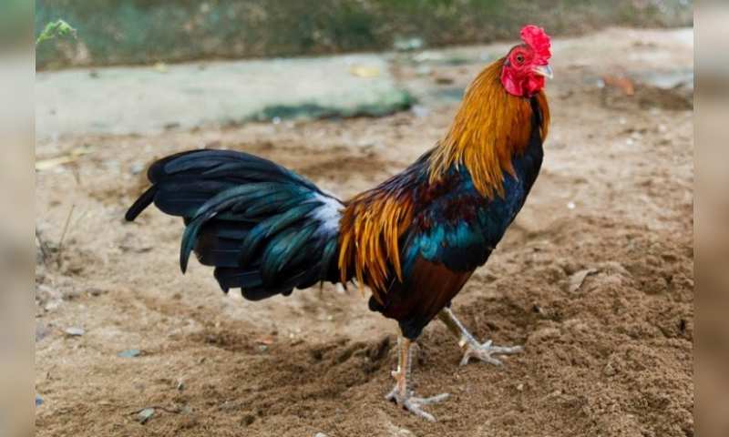 Học cách nuôi gà tre đá bo lớn chuẩn xác để chăm sóc gà đạt hiệu quả cao